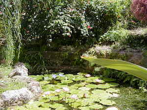 lily pond 3