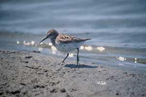 shore bird