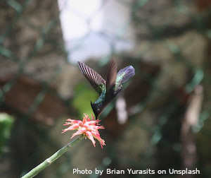 hummingbird