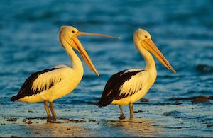 pelicans