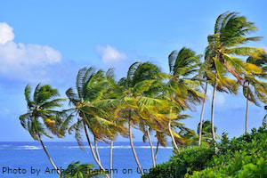 palmtrees unsplash